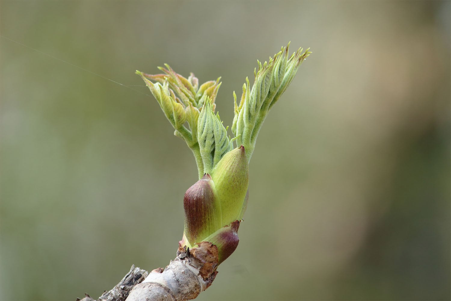 菜の花・たらの芽・こごみ、からだ目覚める「春の苦み」