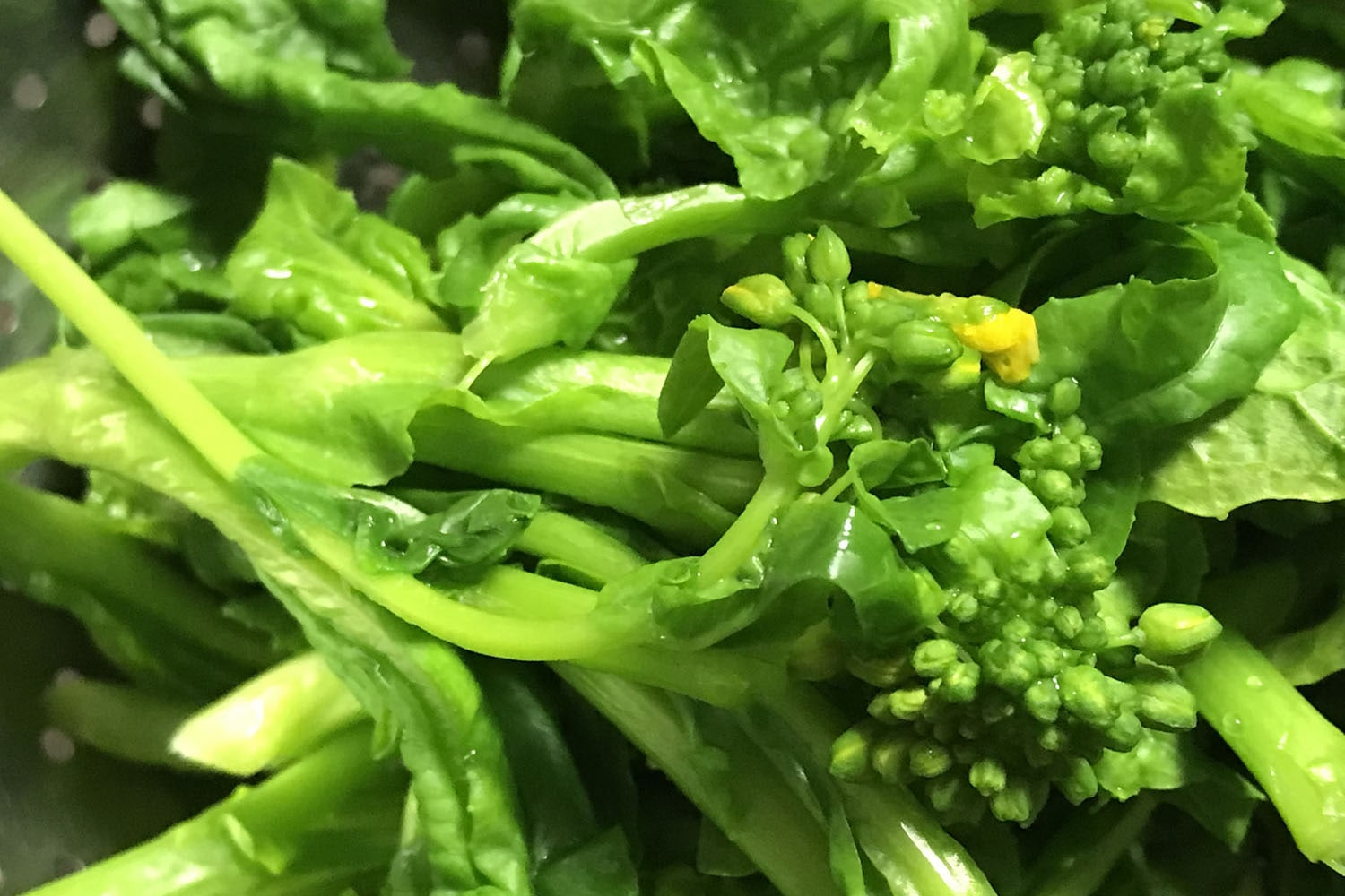 菜の花・たらの芽・こごみ、からだ目覚める「春の苦み」