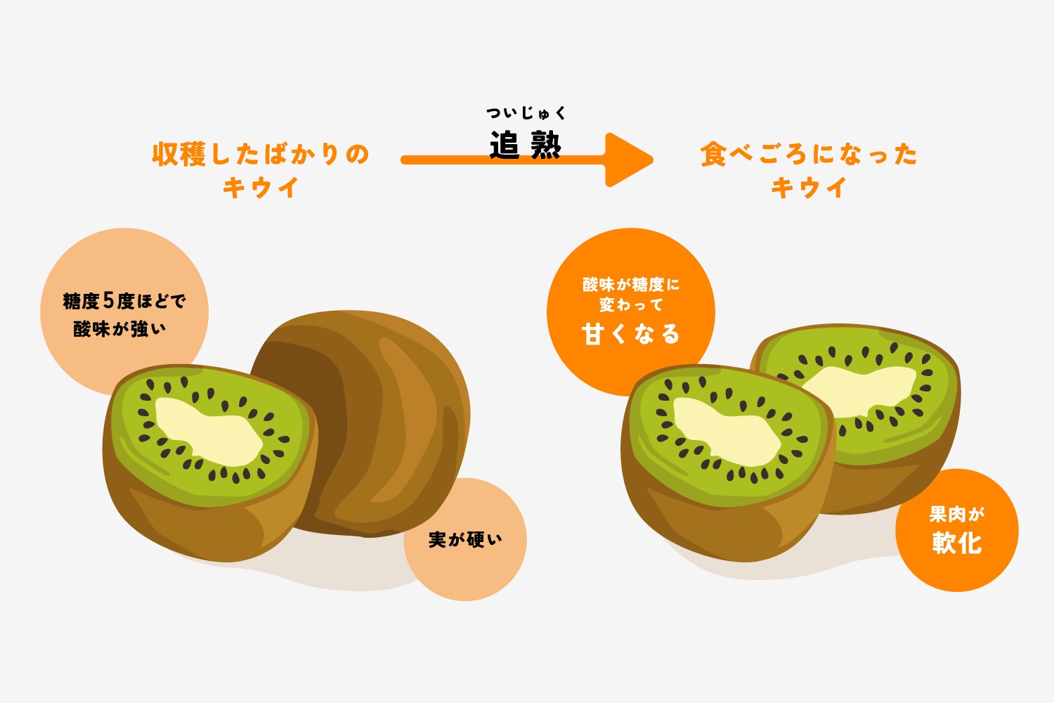 キウイは追熟がカギ！固いキウイの追熟方法と食べごろの見分け方