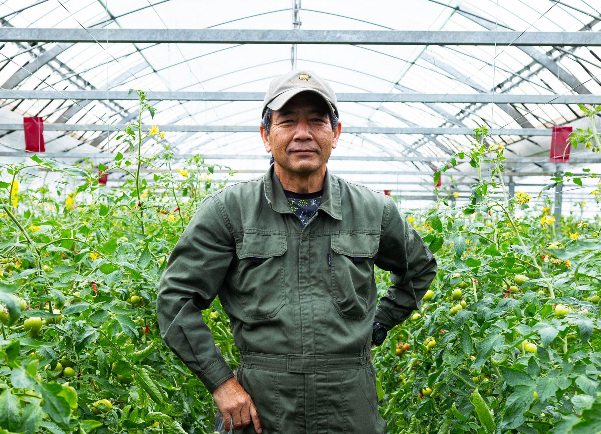 フルーツトマトとは？普通のトマトとの違いと甘さの理由