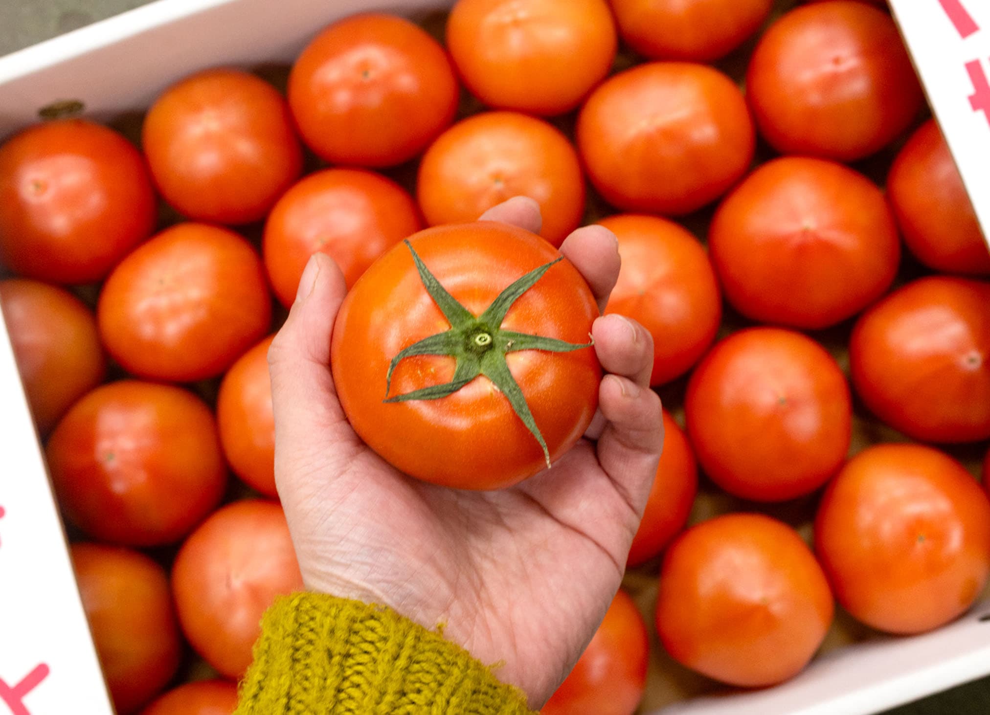 冷蔵庫に入れると損する野菜3選