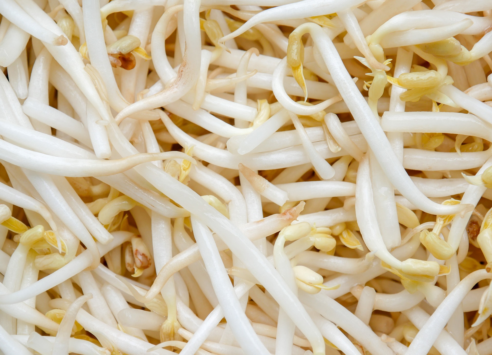 もやしは野菜室より冷蔵室！長持ちさせる保存方法をご紹介