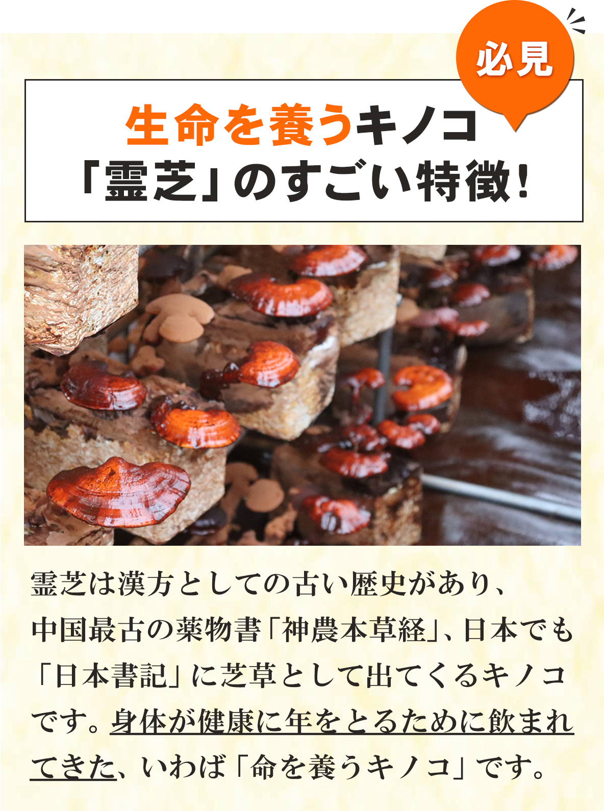 生命を養うキノコ「霊芝」の特徴｜霊芝ってどんなキノコ？霊芝・マンネンタケ