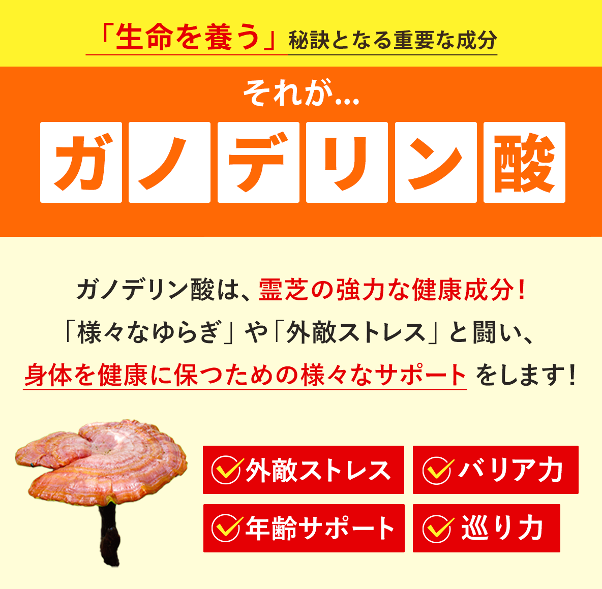 霊芝の生きるチカラとなる有用成分「ガノデリン酸」｜外敵ストレス、バリア力、年齢ケア、巡り力をサポート！
