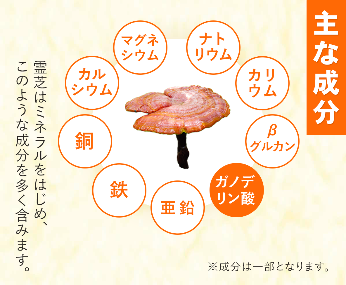 霊芝の成分｜マグネシウム、鉄、亜鉛、ベータグルカン、ガノデリン酸