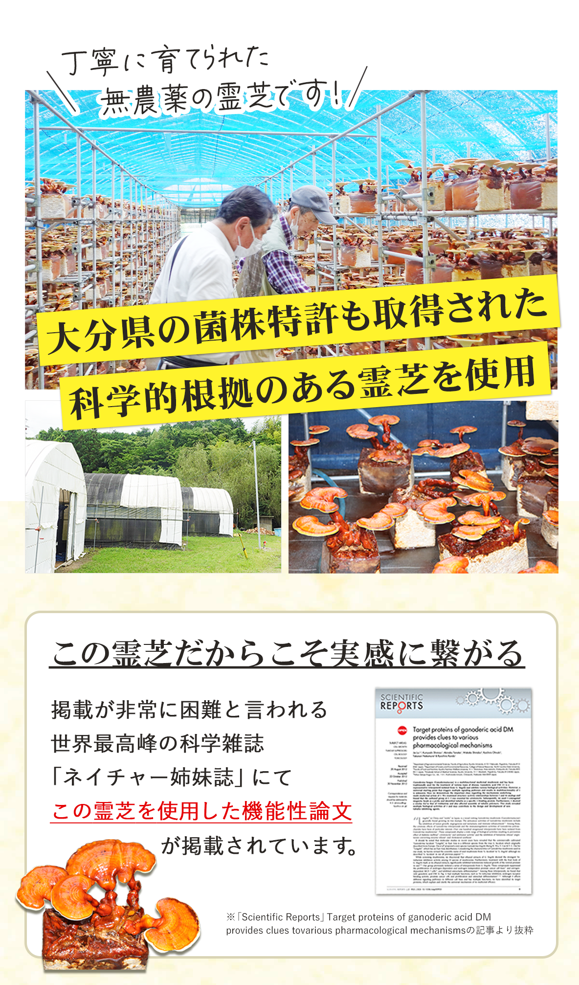 大分県産の菌株特許を取得した科学的根拠のある霊芝を使用｜ガノデリン酸の含有量を記載した霊芝サプリ