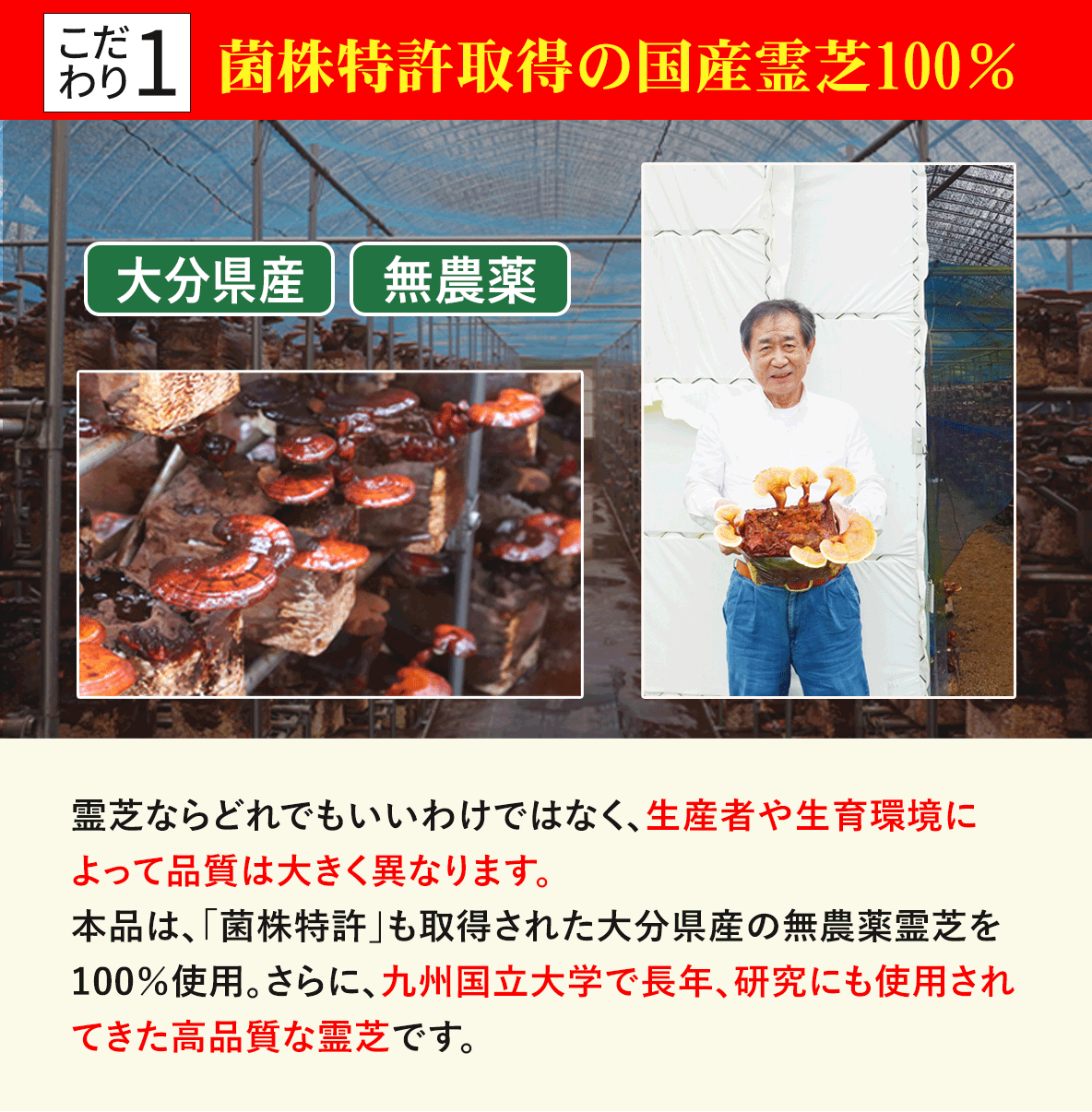 国産霊芝100％、菌株特許も取得の霊芝を使用した霊芝サプリメント｜ガノデリン酸抽出霊芝 輝き