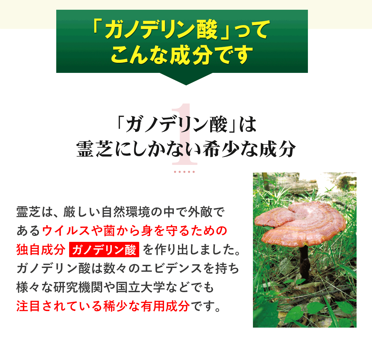 ガノデリン酸についてさらに詳しく！ウイルスや菌から身を守るための霊芝の独自成分「ガノデリン酸」｜有限会社自然縁 じねんえん