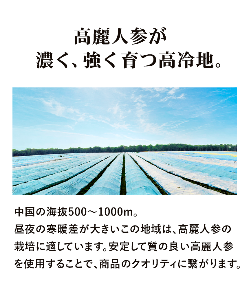 安定した品質の良い高麗人参を使用することで、商品の品質を維持。中国の海抜500～1000mで、昼夜の寒暖差の大きい環境で栽培した自然縁の高麗人参です。