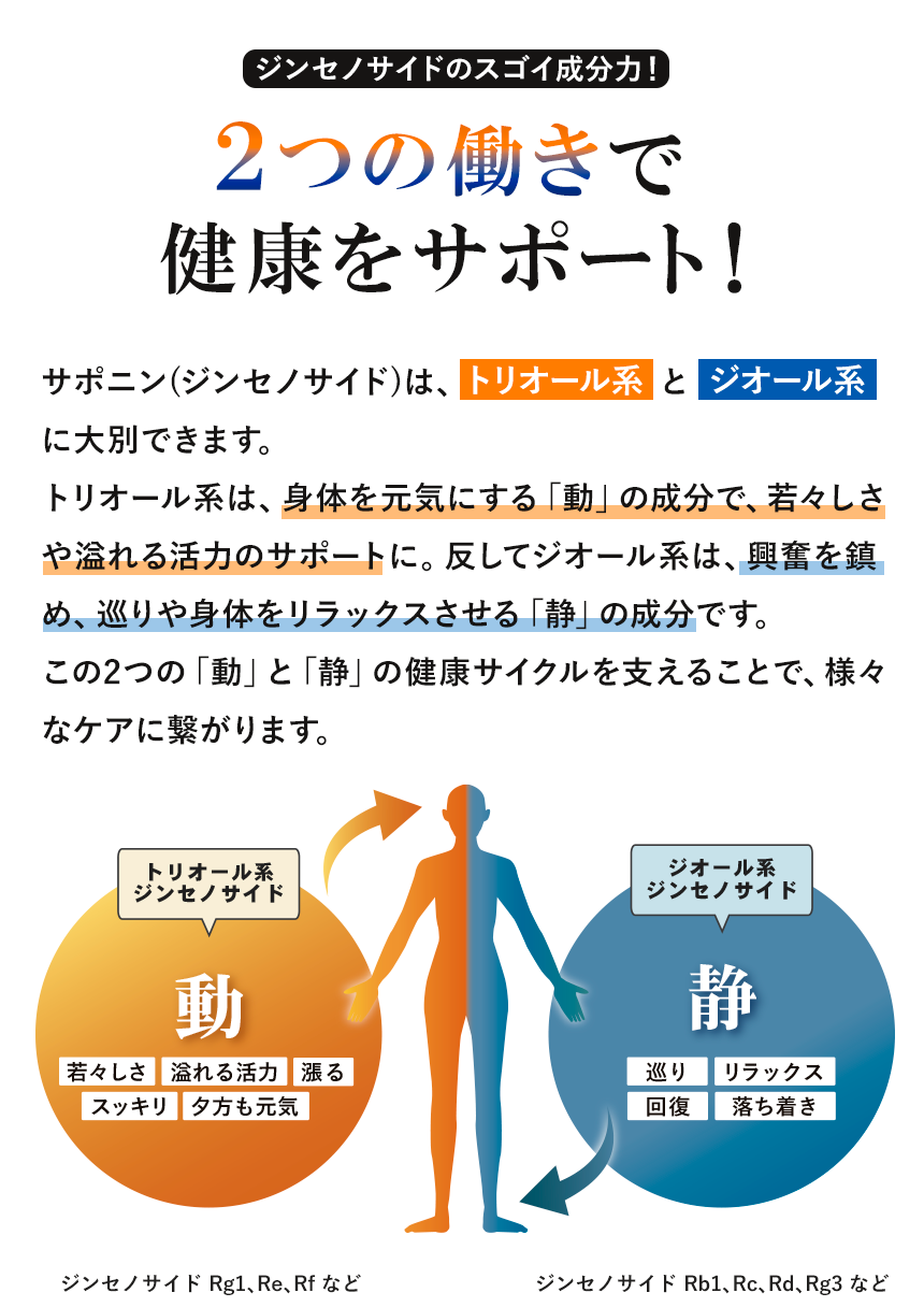 ジンセノサイドの2つの成分の働き｜サポニン、トリオール系ジンセノサイド、ジオール系ジンセノサイド｜自然縁公式
