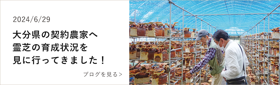 大分県産無農薬霊芝の育成状況｜霊芝ブログ｜自然縁