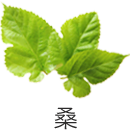 素材から選ぶ｜桑｜自然縁通販