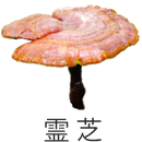 素材から選ぶ｜霊芝 レイシ｜自然縁通販