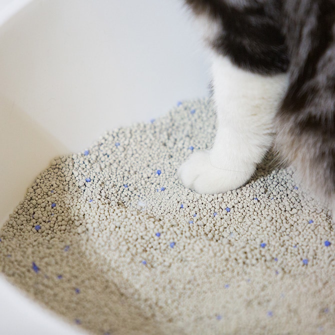 Bentonite Cat Litter ǭ
