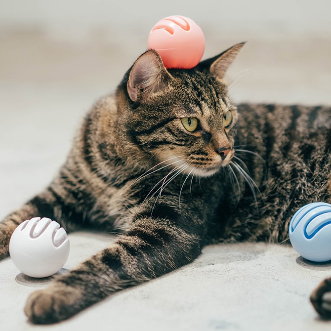 Cat Toy Ball ǭѤܡ