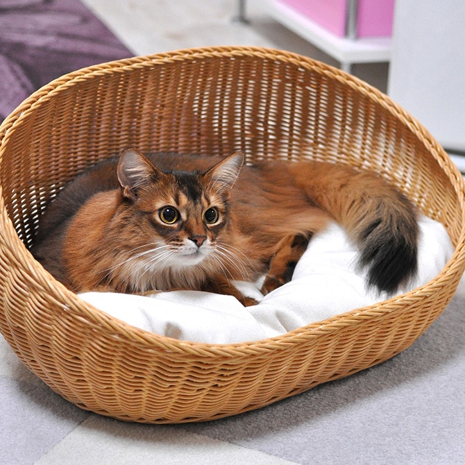 ラタン オーバルベッド 商品種別 ペットアイテム 猫用家具 ハウス ベッド ベッド Uminecco ウミネッコ