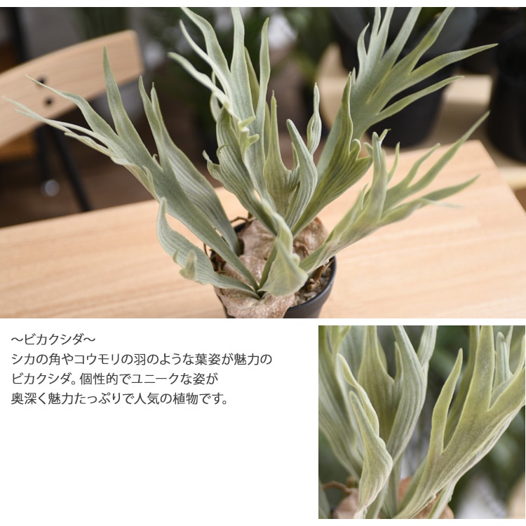 Brown. ブラウン ビカクシダ ポット 32 | 商品種別,グリーン,フェイク