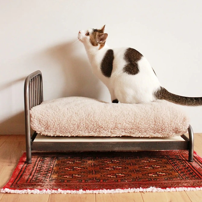 JOURNAL STANDARD FURNITURE 㡼ʥ륹ɥե˥㡼 SENS BED for CAT  ǭ ٥å ڥåȥ٥å  ե졼 ӥơ ơ ȥꥢ ȶ ƥꥢ  