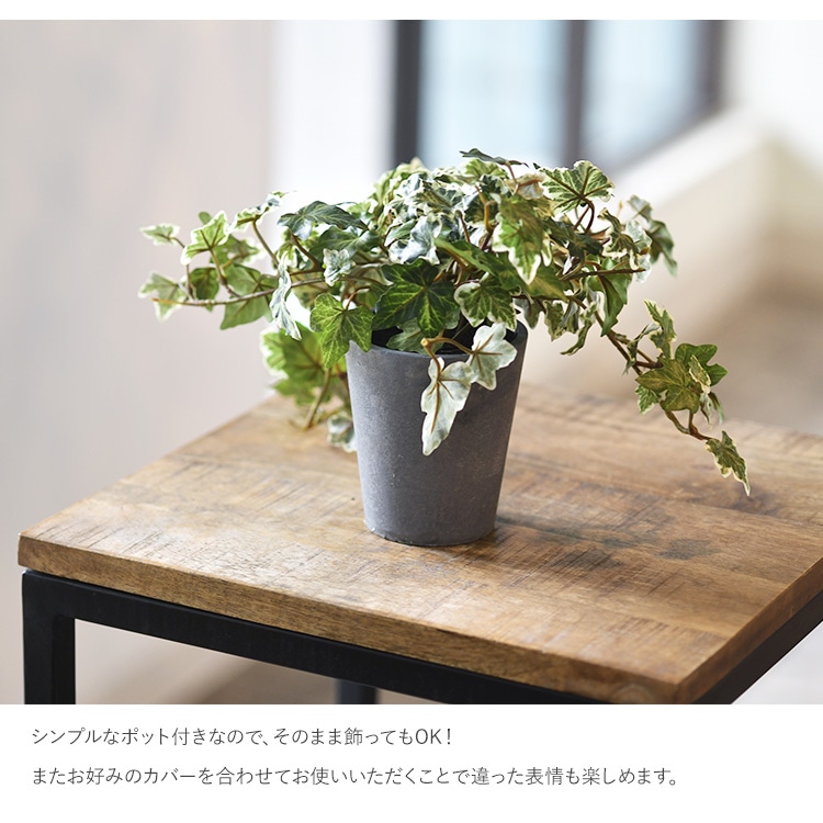 イングリッシュアイビー ポット | 商品種別,グリーン,フェイクグリーン