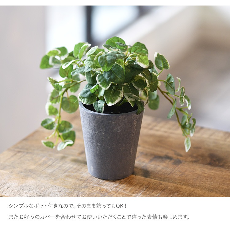 プミラ ポット | 商品種別,グリーン,フェイクグリーン,ポット