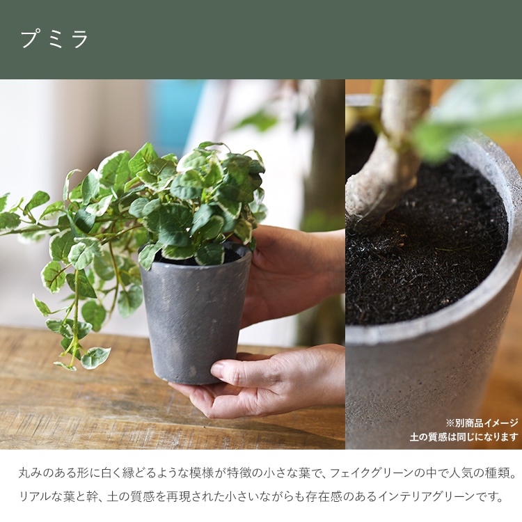 みっこ鉢 Amazon.co.jp: 信楽焼 睡蓮鉢【11号 はけ目水鉢 su-0276