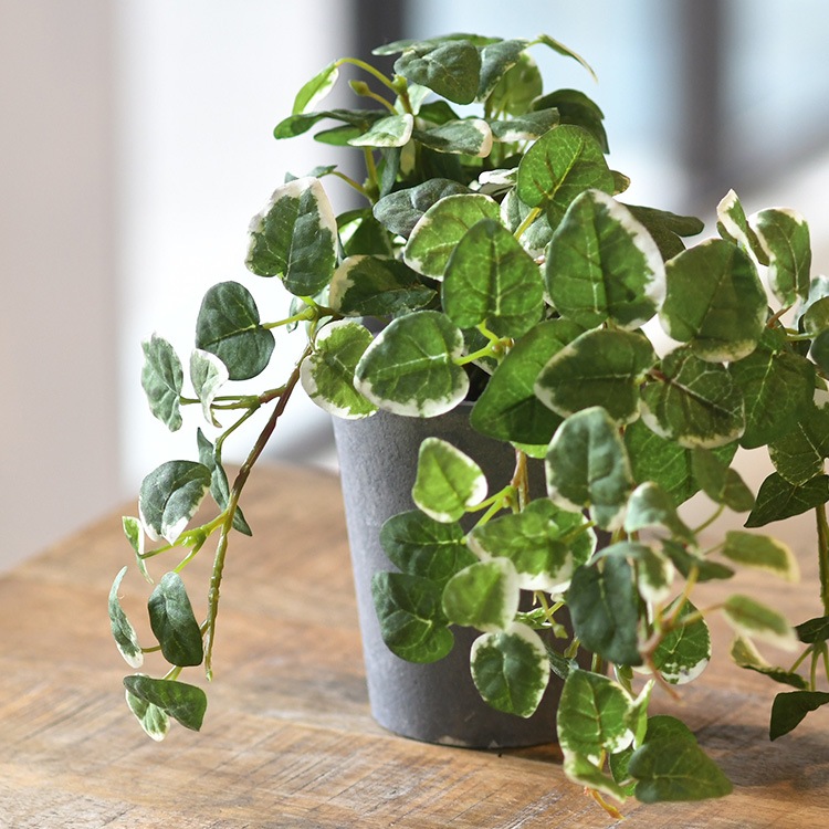 プミラ ポット | 商品種別,グリーン,フェイクグリーン,ポット