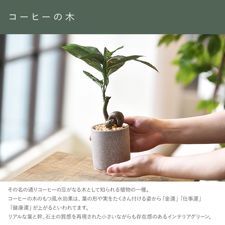 コーヒーの木 ポット | 商品種別,グリーン,フェイクグリーン,ポット