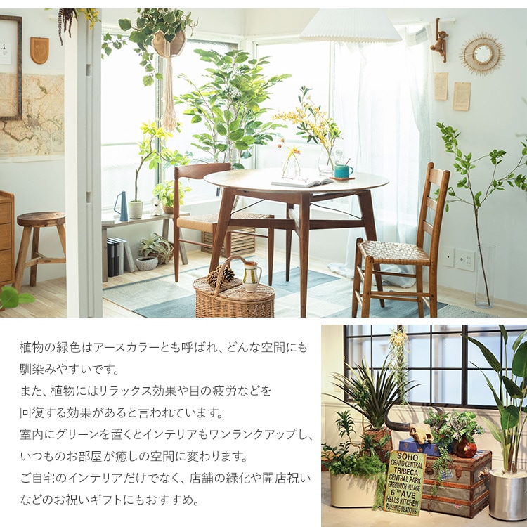 コーヒーの木 ポット | 商品種別,グリーン,フェイクグリーン,ポット