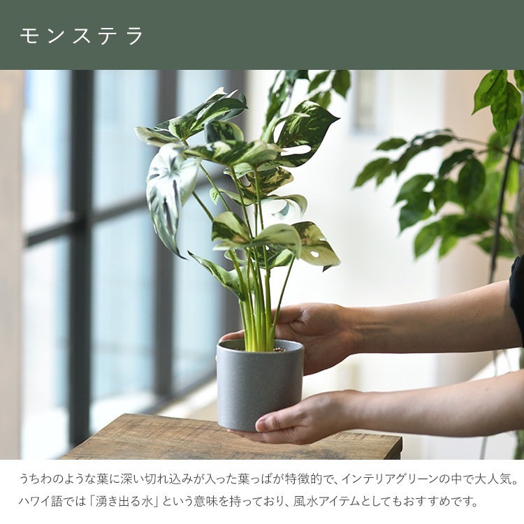 モンステラ バリエガータ ポット | 商品種別,グリーン,フェイク