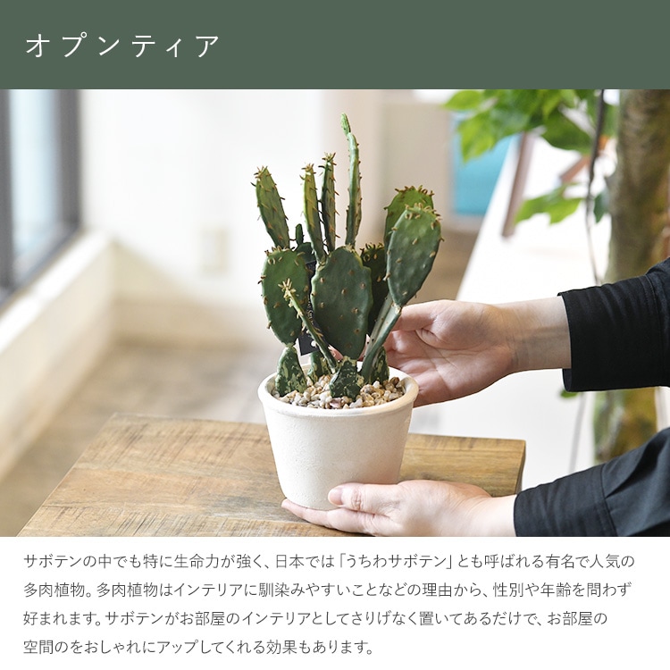 多肉植物軍団！　お手頃品　非売品 バックヤードファミリー BACKYARD FAMILY 多肉植物 サボテン フェイク