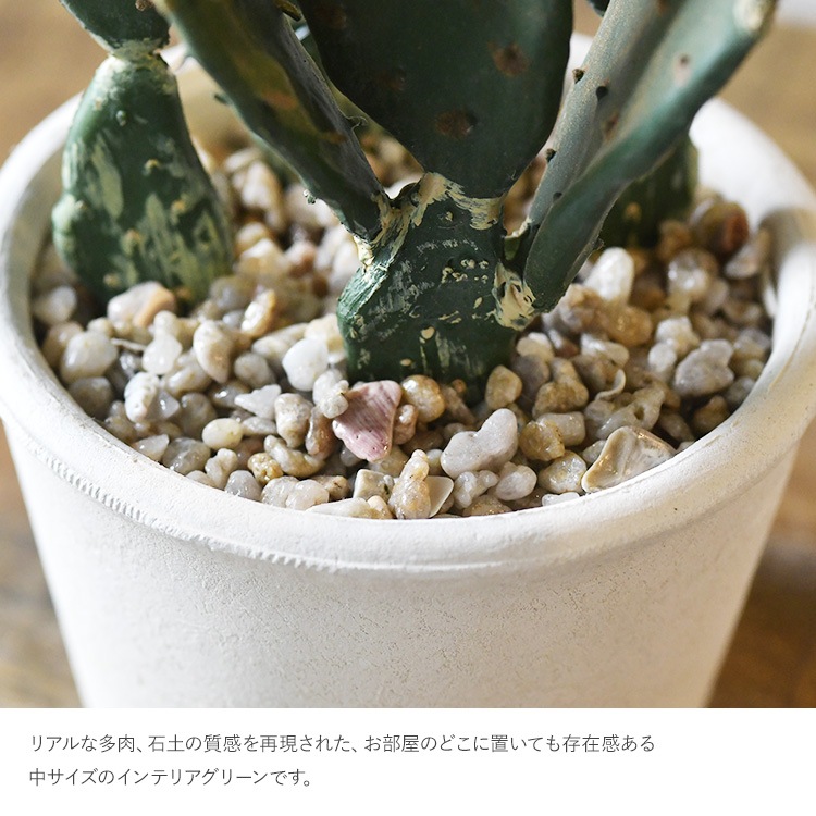 多肉植物 オプンティア ポット | 商品種別,グリーン,フェイクグリーン