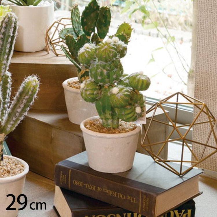 多肉植物 エキノプシス ポット | 商品種別,グリーン,フェイクグリーン