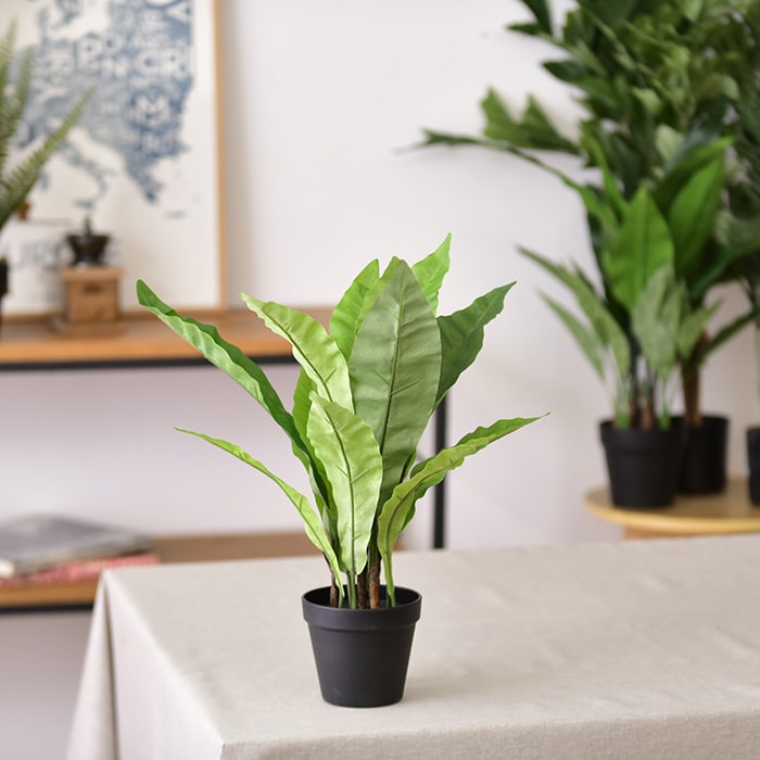 Brown. ブラウン フェイクグリーン アスプレニウム ポット 45 | 商品