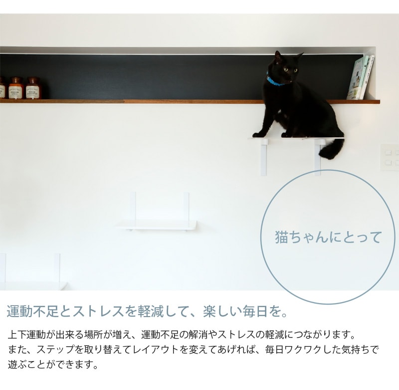 animacolle ���˥ޥ��� Catroad+ �磻�ɥ��ƥå� 3�����åȡ� ��2�����ꥢ1��  ǭ ����