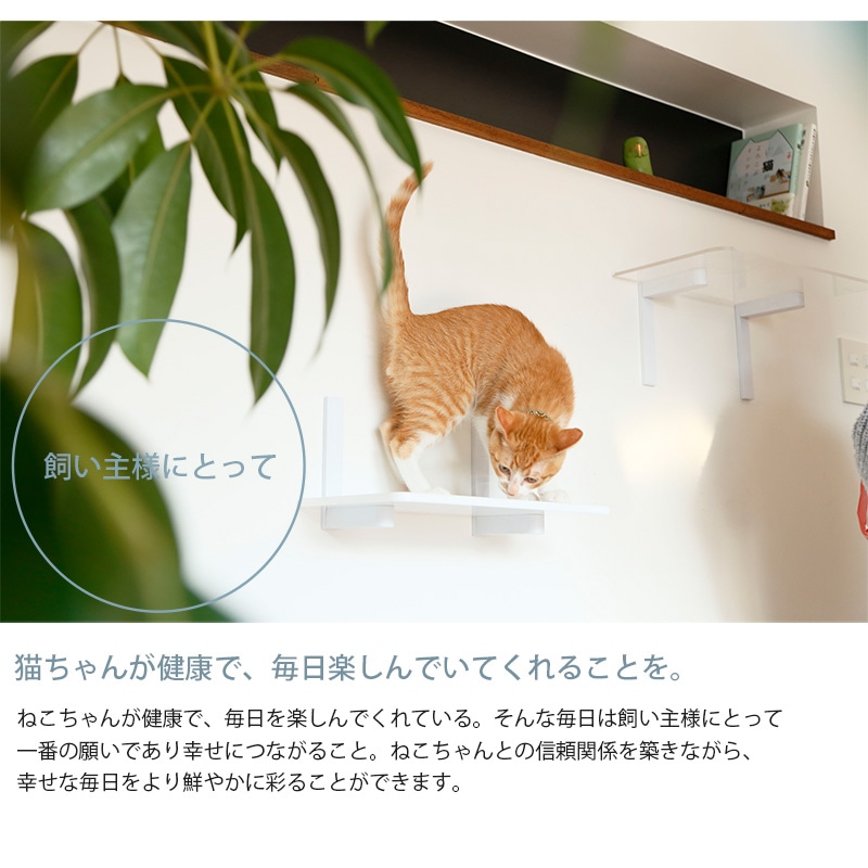 animacolle アニマコレ Catroad+ ワイドステップ 3点セット（ 白2