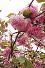 ウモガ　いつも心にお花を　八重桜