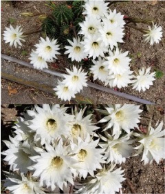 ウモガ　ブログ　サボテンの花