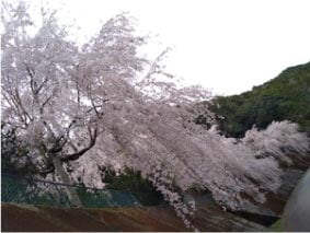 ウモガブログ　しだれ桜の里　神山町