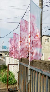 ウモガブログ　道沿い　のぼり　桜