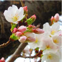 ウモガブログ　桜