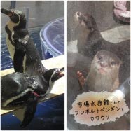 �Ծ��²�ۡ��ե�ܥ�ȥڥ󥮥󡡥��復��