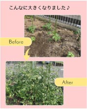 ����ʤ��礭���ʤ�ޤ���