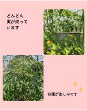 �ɤ�ɤ�¤����äƤ��ޤ������Ϥ��ڤ��ߤǤ�