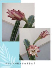 ���⥬�����ܥƥ�β֤������ޤ����� width=