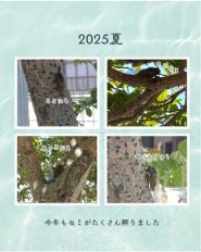 ���⥬�֥�����2025��