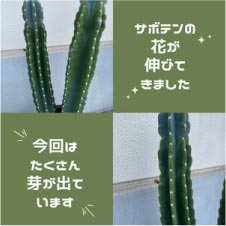 ���⥬�֥��������ܥƥ�β֤����ӤƤ��ޤ���