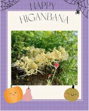 ���⥬���Τܤꡡ����HAPPY HALOWEEN���ϥ�������