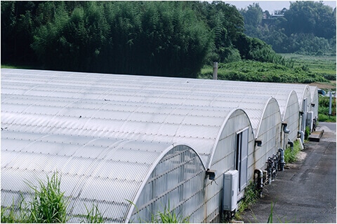 養鰻池