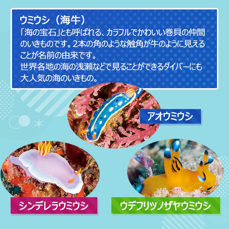 ウミウシとは