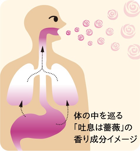 体の中を巡る「吐息は薔薇」の香り成分イメージ